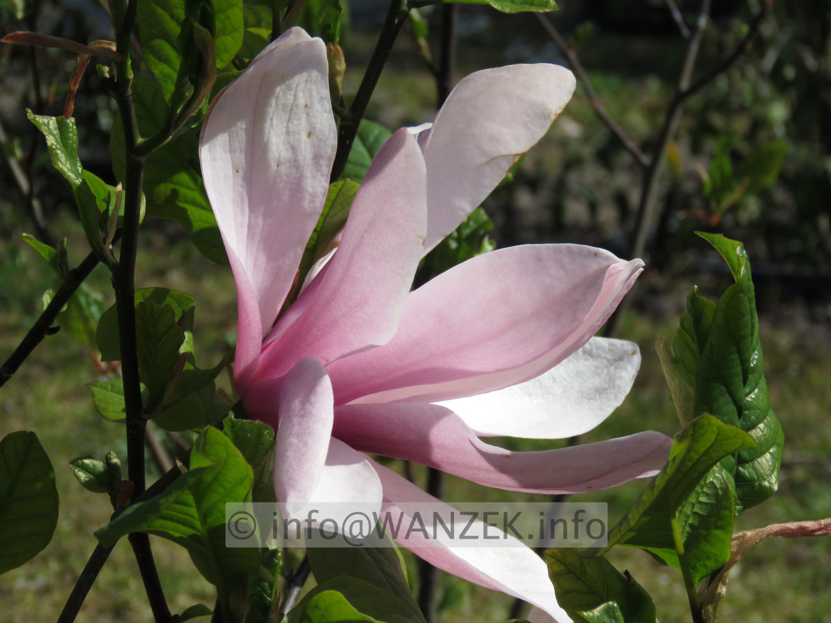 Magnolia fraseri Galaxy 04.JPG